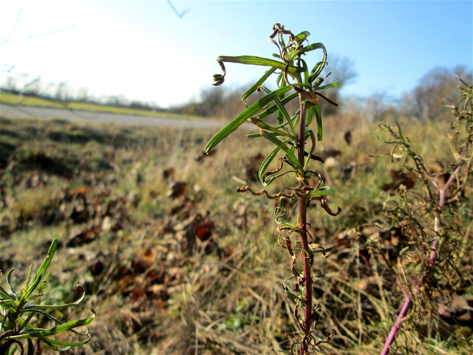 Schmalblättriges Greiskraut (Senecio inaequidens) bei Reilingen - eingeschleppt aus Südafrika