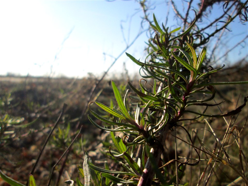 Schmalblättriges Greiskraut (Senecio inaequidens) bei Reilingen - eingeschleppt aus Südafrika