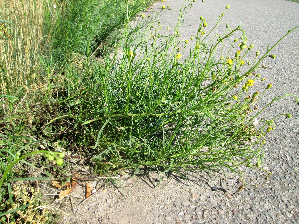 Schmalblättriges Greiskraut (Senecio inaequidens) an einer Brückenauffahrt bei Reilingen - eingeschleppt aus Südafrika