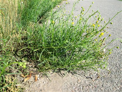 Schmalblättriges Greiskraut (Senecio inaequidens) an einer Brückenauffahrt bei Reilingen - eingeschleppt aus Südafrika