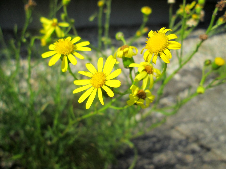 Schmalblättriges Greiskraut (Senecio inaequidens) am Bahnhof Bruchmühlbach-Miesau