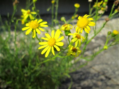 Schmalblättriges Greiskraut (Senecio inaequidens) am Bahnhof Bruchmühlbach-Miesau