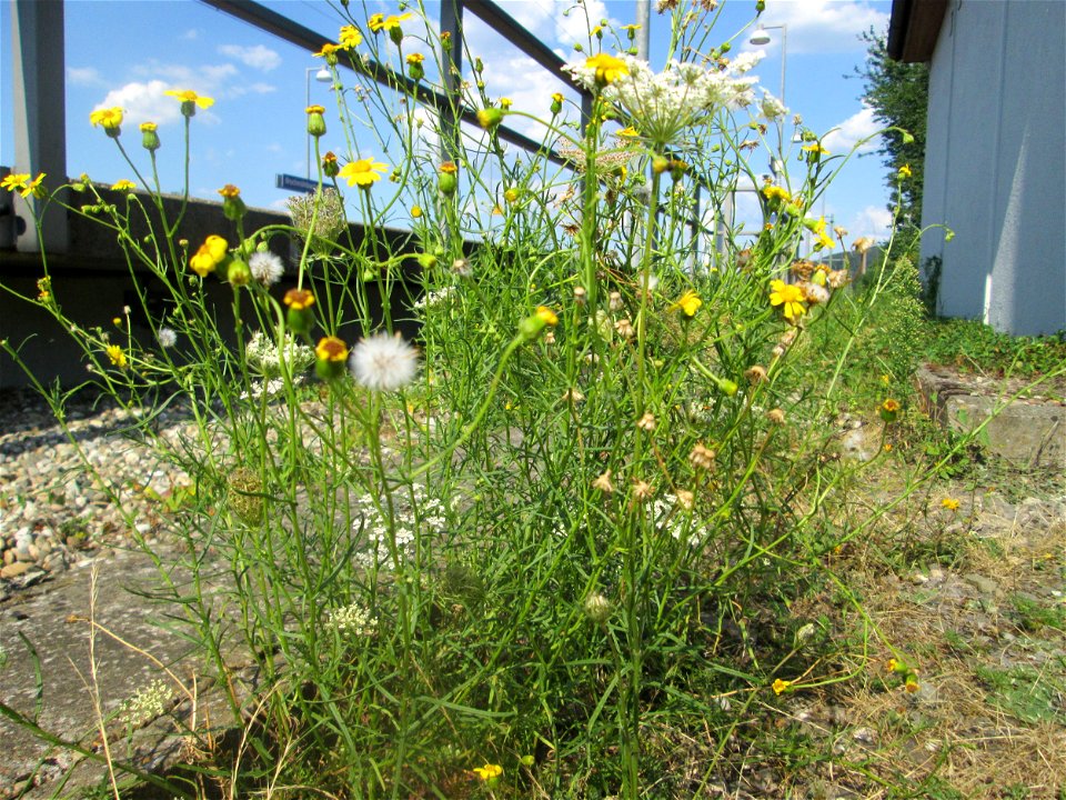 Schmalblättriges Greiskraut (Senecio inaequidens) am Bahnhof Bruchmühlbach-Miesau