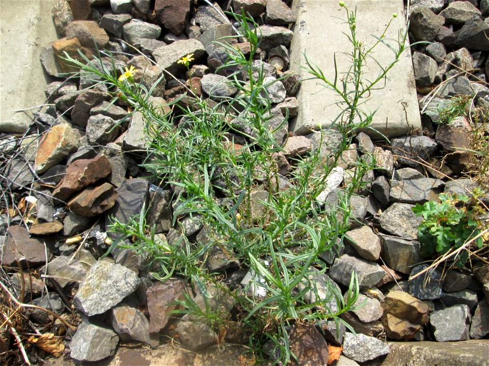 Schmalblättrige Greiskraut (Senecio inaequidens) im Gleisbett vom Bahnhof Saarbrücken-Ost - eingeschleppt aus Südafrika