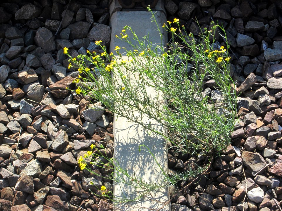 Schmalblättriges Greiskraut (Senecio inaequidens) im Gleisbett vom Bahnhof Saarbrücken-Ost - eingeschleppt aus Südafrika und typische Bahn-Vegetation