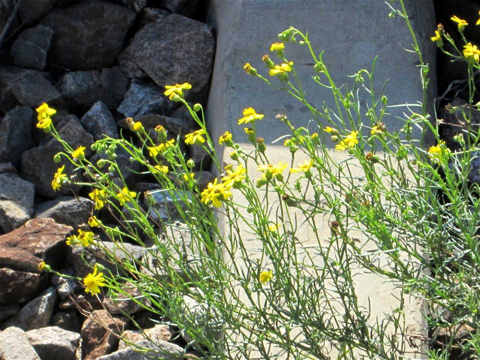Schmalblättriges Greiskraut (Senecio inaequidens) im Gleisbett vom Bahnhof Saarbrücken-Ost - eingeschleppt aus Südafrika und typische Bahn-Vegetation