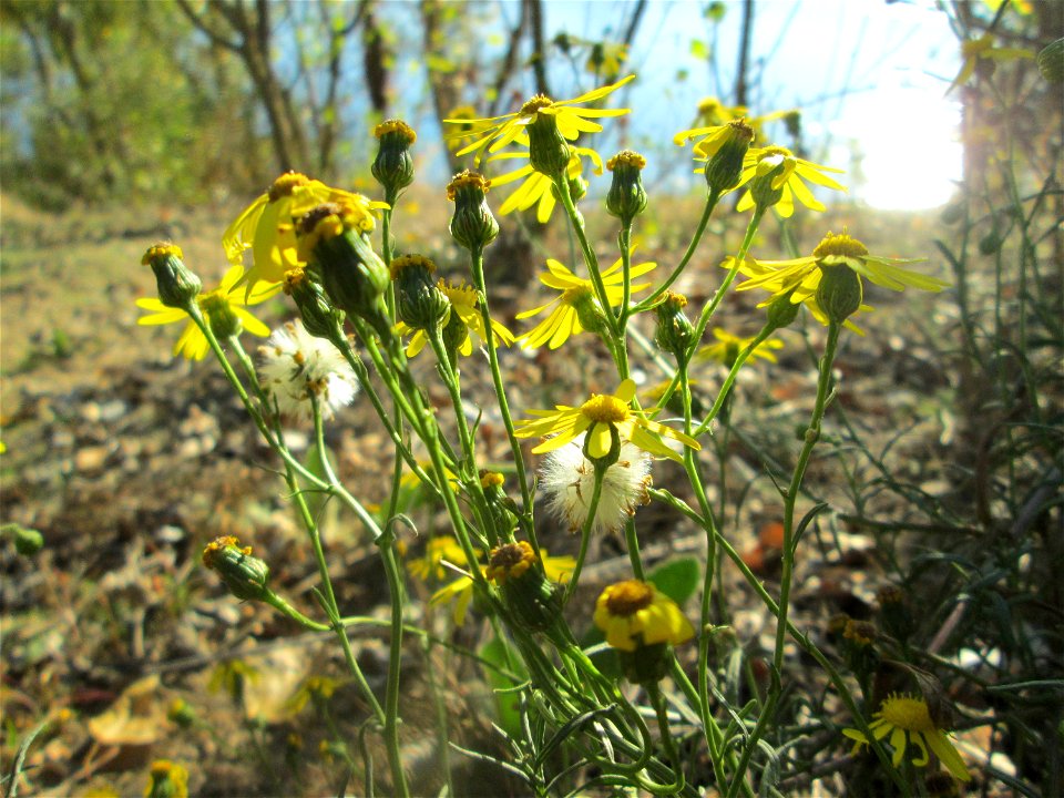 Schmalblättriges Greiskraut (Senecio inaequidens) - invasiv in der Schwetzinger Hardt - eingeschleppt aus Südafrika