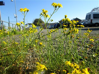 Schmalblättriges Greiskraut (Senecio inaequidens) am Bahnhof Bruchmühlbach-Miesau - eingeschleppt aus Südafrika