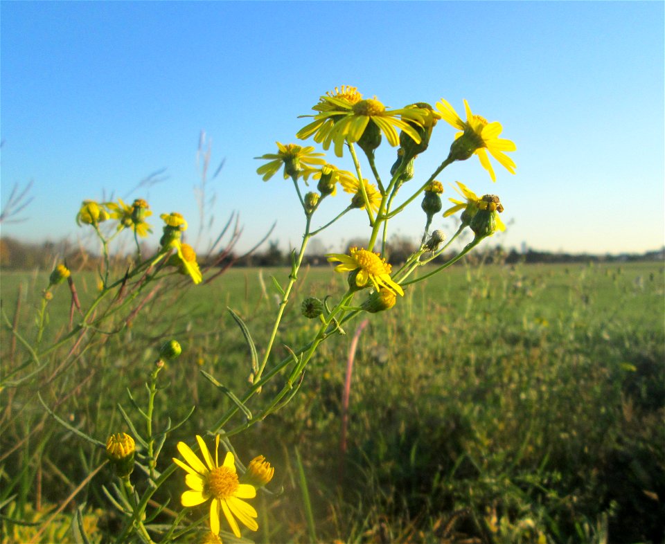 Schmalblättriges Greiskraut (Senecio inaequidens) in Hockenheim-Talhaus - eingeschleppt aus Südafrika - die Schoten sind von Diplotaxis tenuifolia