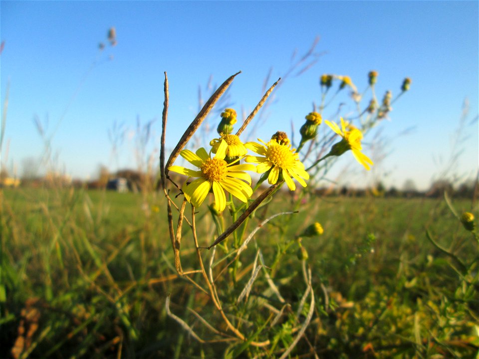 Schmalblättriges Greiskraut (Senecio inaequidens) in Hockenheim-Talhaus - eingeschleppt aus Südafrika - die Schoten sind von Diplotaxis tenuifolia