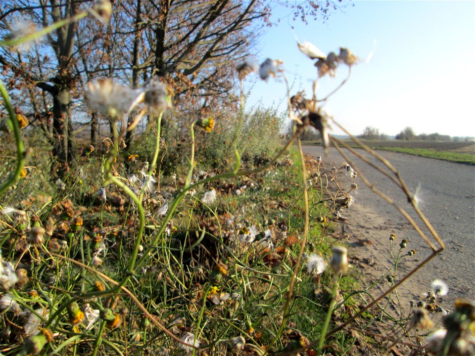 Schmalblättriges Greiskraut (Senecio inaequidens) bei Reilingen - eingeschleppt aus Südafrika