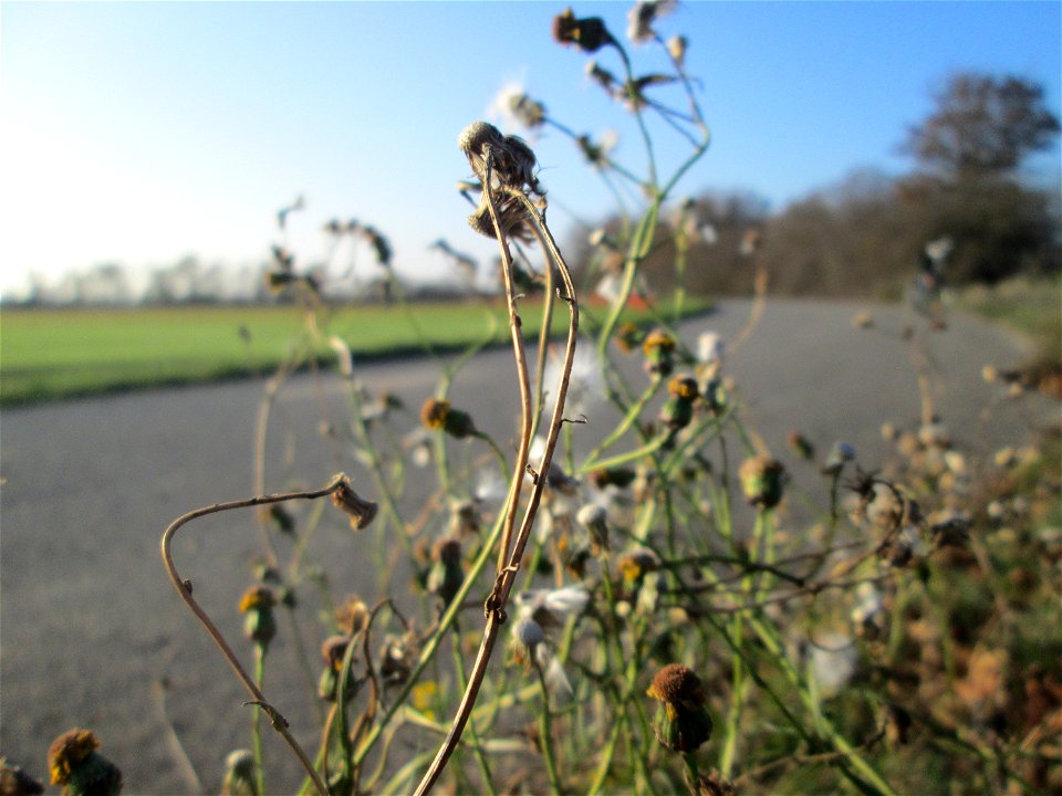 Schmalblättriges Greiskraut (Senecio inaequidens) bei Reilingen - eingeschleppt aus Südafrika