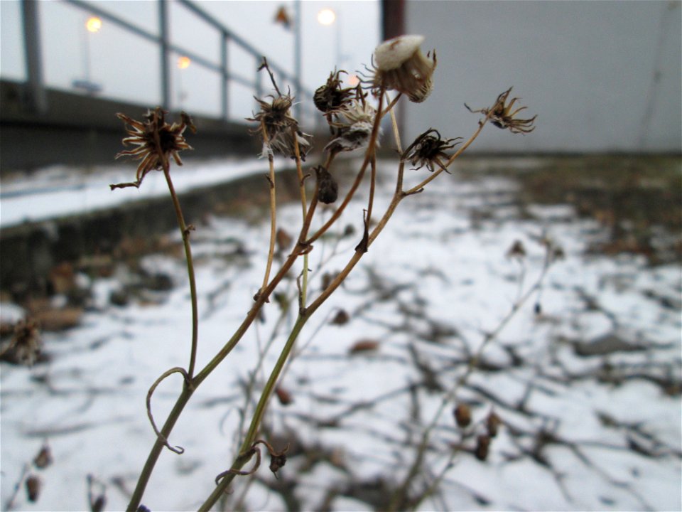 Schmalblättriges Greiskraut (Senecio inaequidens) am Bahnhof Bruchmühlbach-Miesau - eingeschleppt aus Südafrika