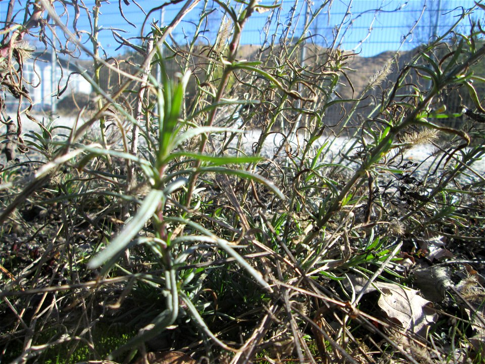Schmalblättriges Greiskraut (Senecio inaequidens) in der Schwetzinger Hardt - eingeschleppt aus Südafrika