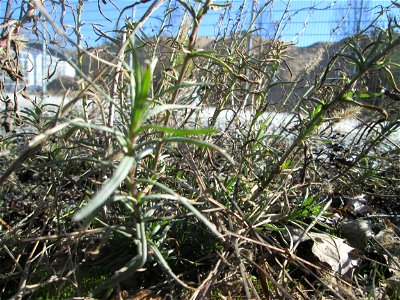 Schmalblättriges Greiskraut (Senecio inaequidens) in der Schwetzinger Hardt - eingeschleppt aus Südafrika
