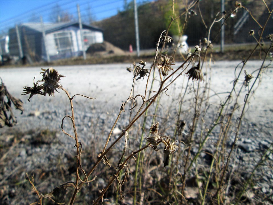 Schmalblättriges Greiskraut (Senecio inaequidens) in der Schwetzinger Hardt - eingeschleppt aus Südafrika