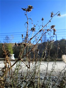 Schmalblättriges Greiskraut (Senecio inaequidens) in der Schwetzinger Hardt - eingeschleppt aus Südafrika