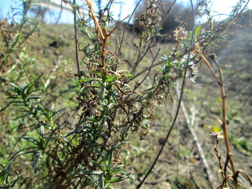 Schmalblättriges Greiskraut (Senecio inaequidens) bei Reilingen - eingeschleppt aus Südafrika