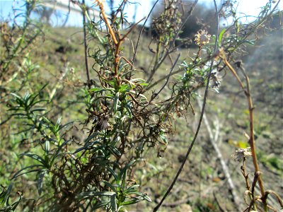 Schmalblättriges Greiskraut (Senecio inaequidens) bei Reilingen - eingeschleppt aus Südafrika