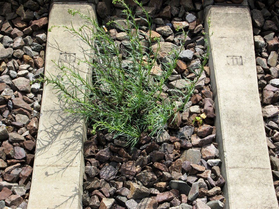 Schmalblättriges Greiskraut (Senecio inaequidens) im Gleisbett vom Bahnhof Saarbrücken-Ost - eingeschleppt aus Südafrika