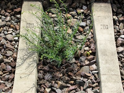 Schmalblättriges Greiskraut (Senecio inaequidens) im Gleisbett vom Bahnhof Saarbrücken-Ost - eingeschleppt aus Südafrika