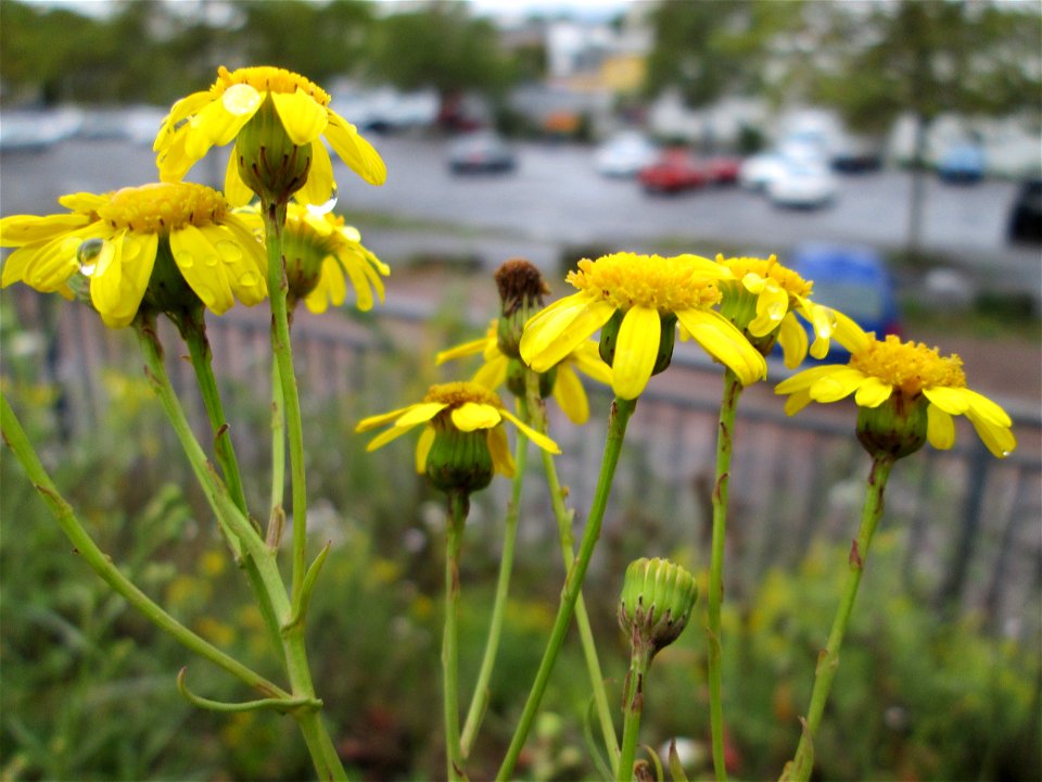 Schmalblättrige Greiskraut (Senecio inaequidens) am Bahndamm in Saarbrücken