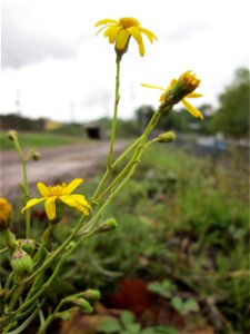 Schmalblättrige Greiskraut (Senecio inaequidens) am Bahndamm in Saarbrücken