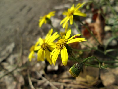 Schmalblättrige Greiskraut (Senecio inaequidens) in Brebach