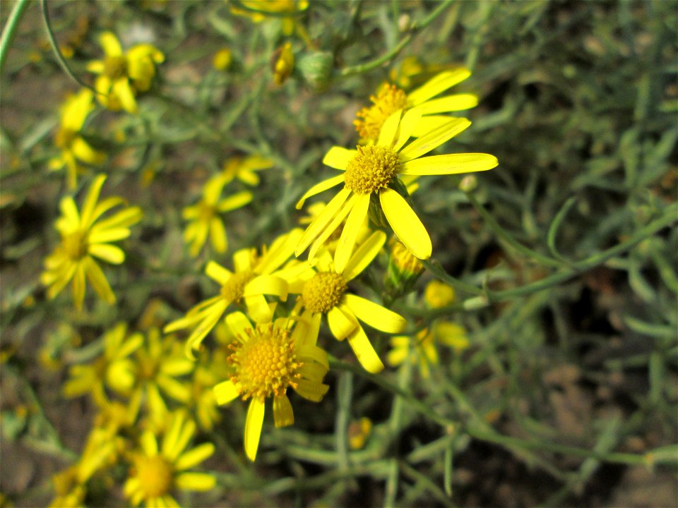 Schmalblättrige Greiskraut (Senecio inaequidens) in Brebach