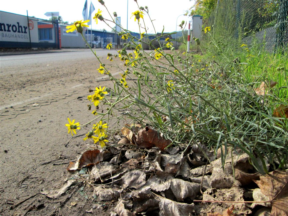 Schmalblättrige Greiskraut (Senecio inaequidens) am Straßenrand in Brebach