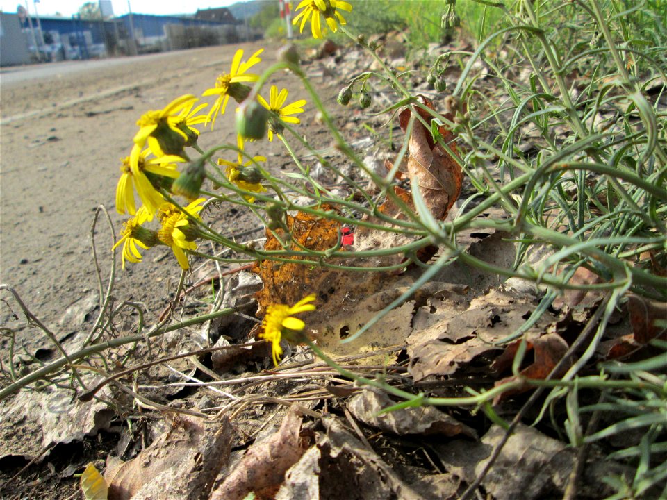 Schmalblättrige Greiskraut (Senecio inaequidens) in Brebach