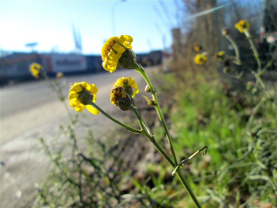 Schmalblättrige Greiskraut (Senecio inaequidens) in Brebach