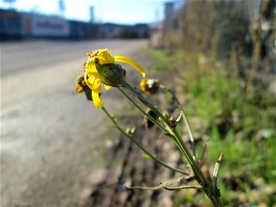 Schmalblättrige Greiskraut (Senecio inaequidens) in Brebach