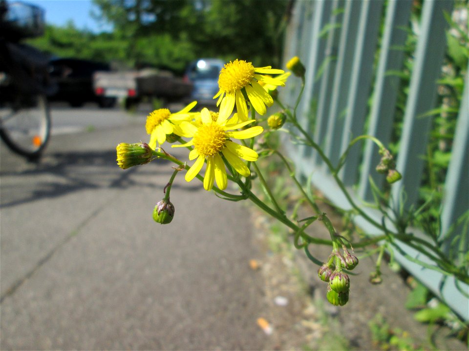 Schmalblättrige Greiskraut (Senecio inaequidens) an einer Brückenzufahrt in Brebach