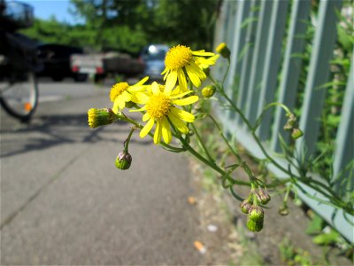 Schmalblättrige Greiskraut (Senecio inaequidens) an einer Brückenzufahrt in Brebach