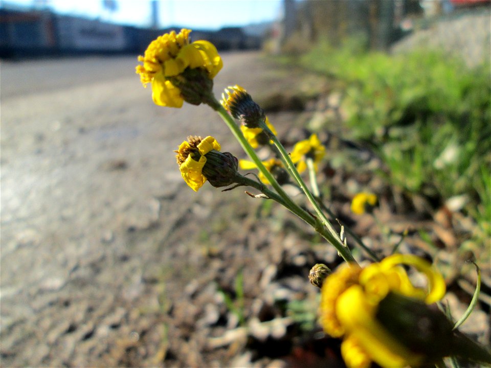 Schmalblättrige Greiskraut (Senecio inaequidens) in Brebach