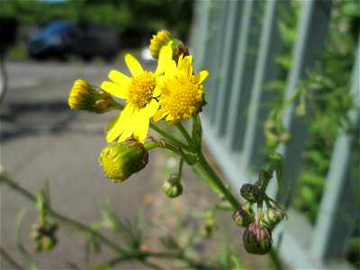 Schmalblättrige Greiskraut (Senecio inaequidens) an einer Brückenzufahrt in Brebach