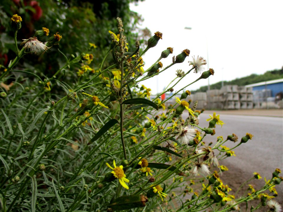 Schmalblättrige Greiskraut (Senecio inaequidens) in Brebach