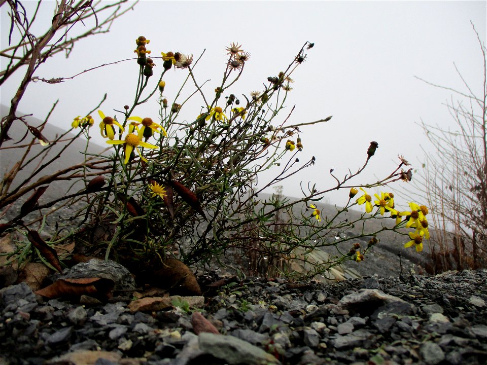 Schmalblättrige Greiskraut (Senecio inaequidens) auf der Bergehalde Göttelborn
