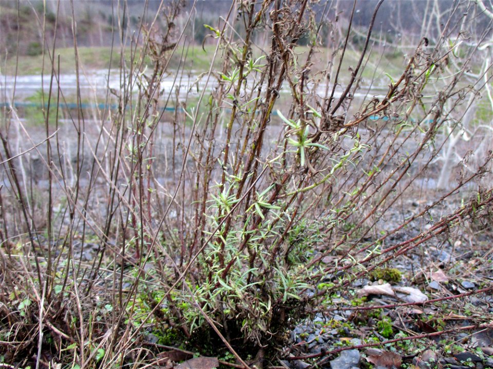 Schmalblättriges Greiskraut (Senecio inaequidens) auf der Bergehalde „Lydia“ der Grube Camphausen