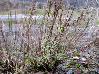 Schmalblättriges Greiskraut (Senecio inaequidens) auf der Bergehalde „Lydia“ der Grube Camphausen