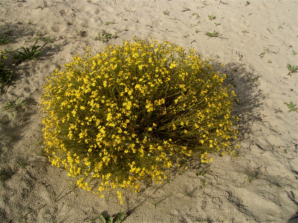 This photo shows Senecio inaequidens'