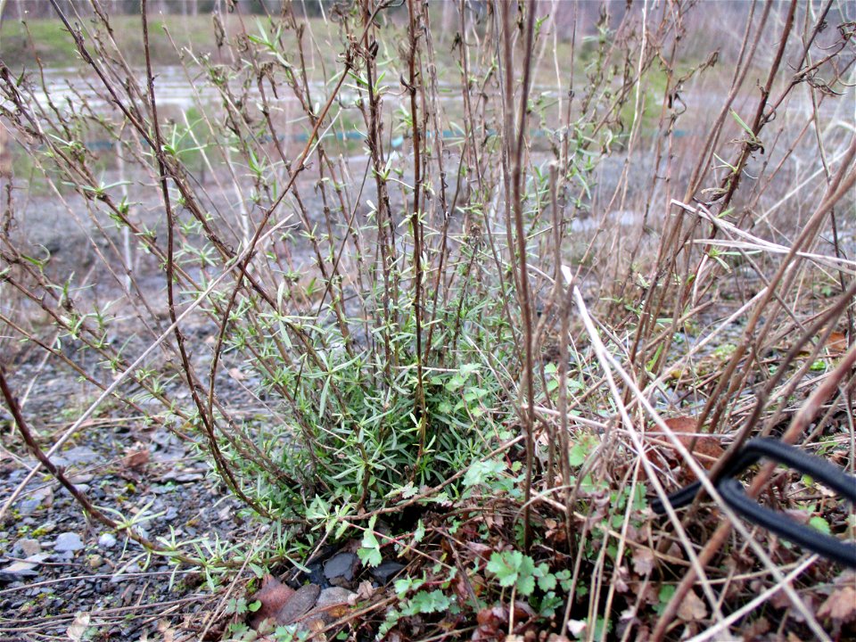 Schmalblättriges Greiskraut (Senecio inaequidens) auf der Bergehalde „Lydia“ der Grube Camphausen