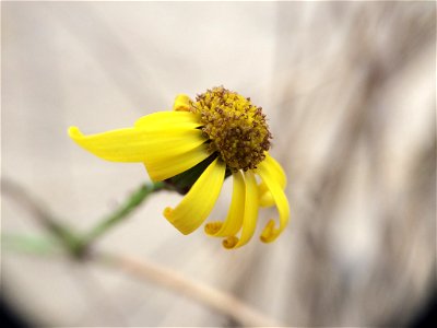 Senecio inaequidens