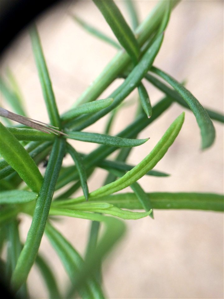 Senecio inaequidens
