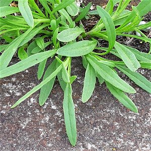 Senecio inaequidens