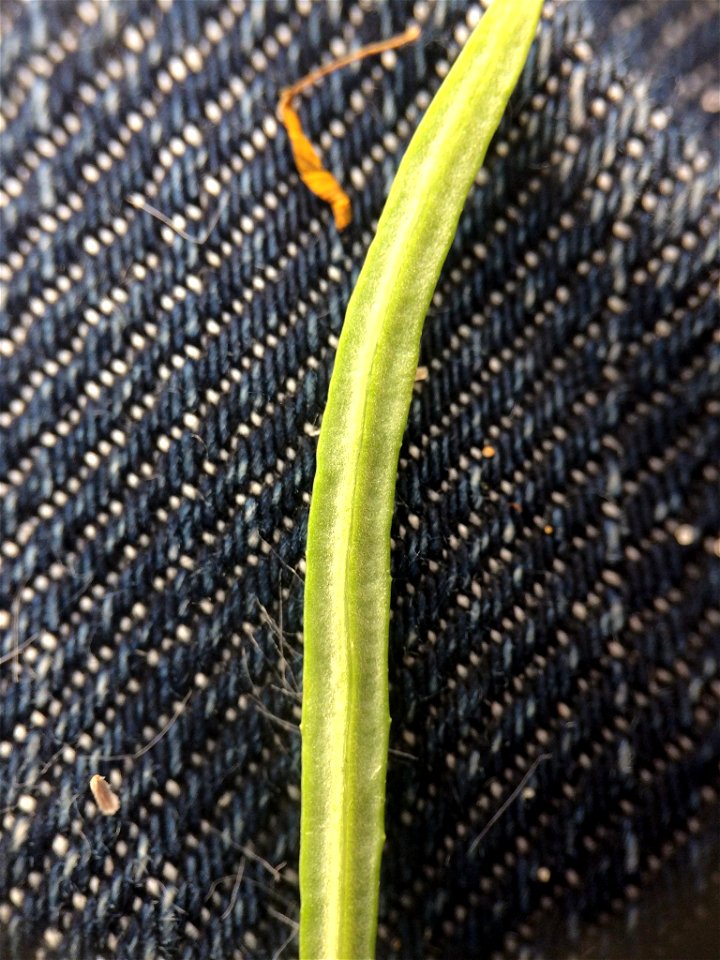 Senecio inaequidens