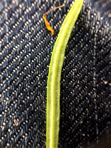 Senecio inaequidens