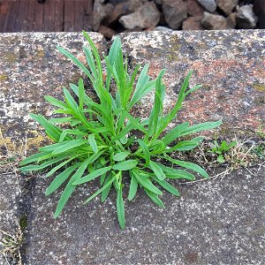 Senecio inaequidens