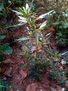 Xanthium spinosum plant , in Solana del Pino, Sierra Madrona, Spain